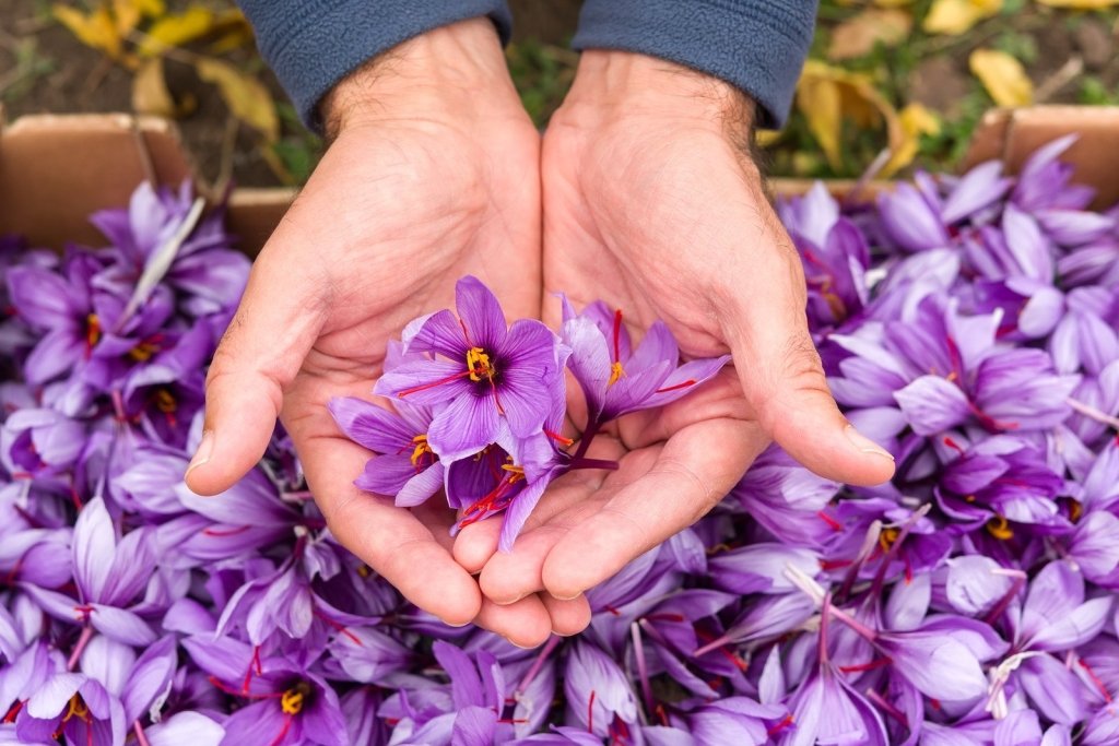 How to Grow and Harvest Saffron in Australia - Happy Valley Seeds