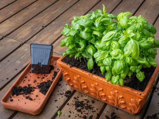 How to Grow Basil in Australia