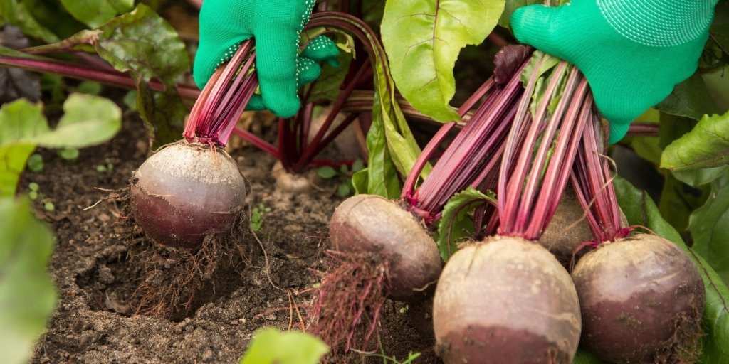 How to Grow Beetroot from Seed in Australia - Happy Valley Seeds