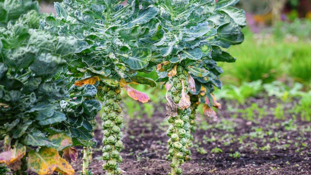 How to grow Brussels sprouts in Australia: sow early, pick in the cold - Happy Valley Seeds