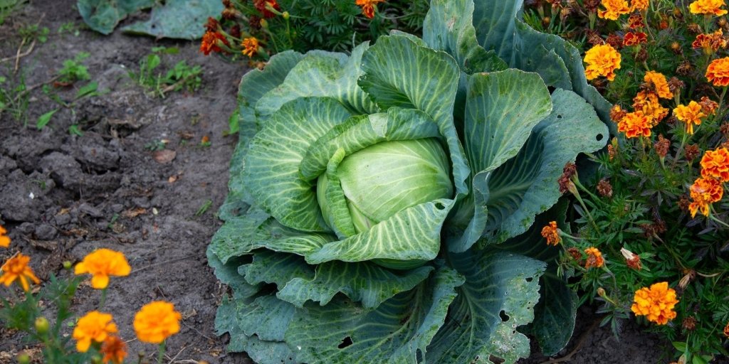 How to Grow Cabbage from Seed in Australia - Happy Valley Seeds