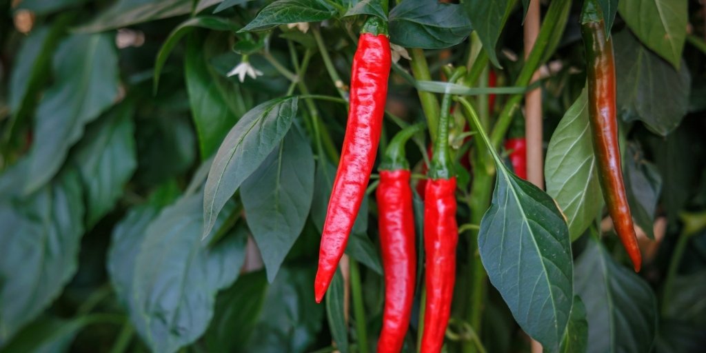 How to Grow Capsicums and Chillies - Happy Valley Seeds