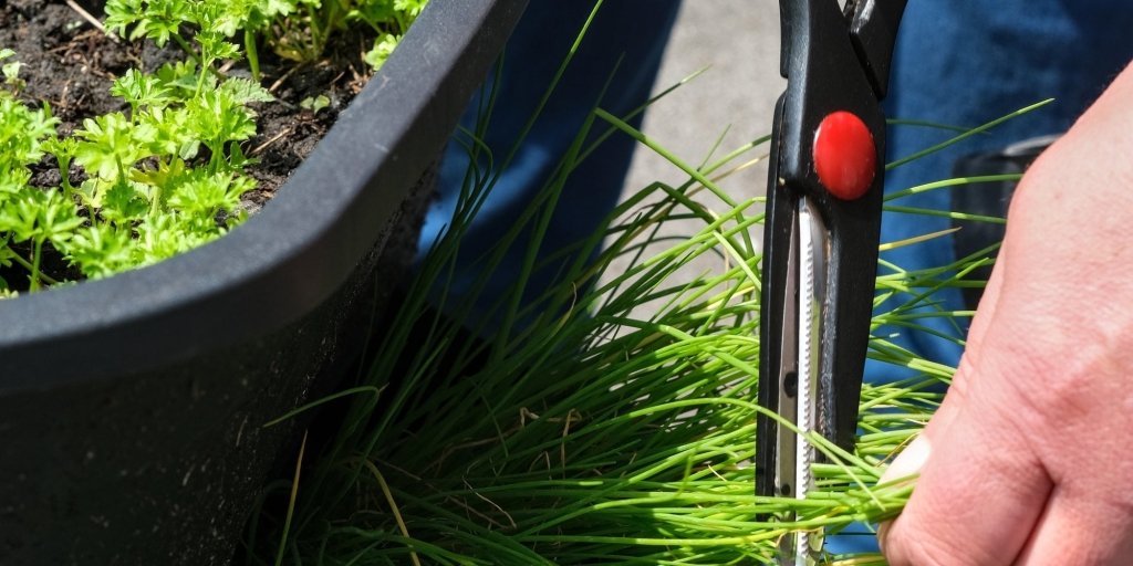 How to Grow Chives in Australia - Happy Valley Seeds