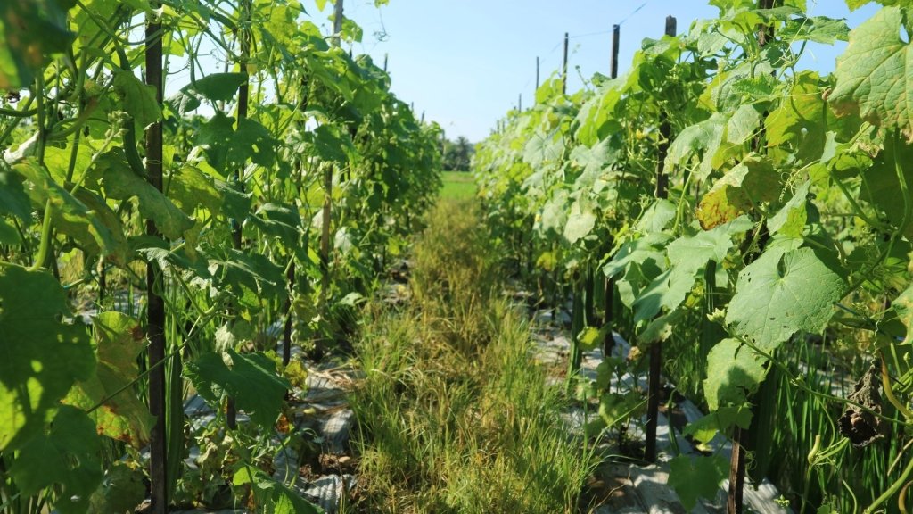 How to Grow Cucumbers in Australia: Trellises, Pollination and Fruit That Is Never Bitter - Happy Valley Seeds