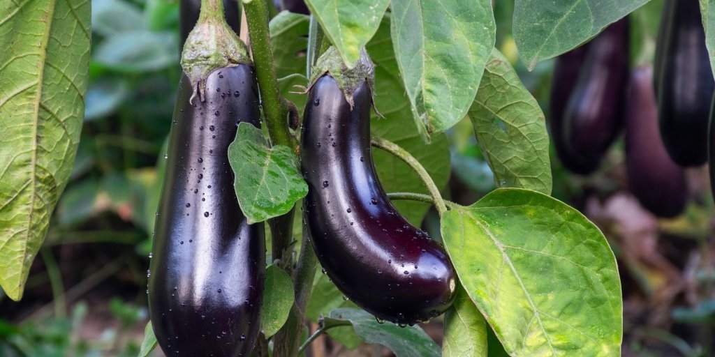 How to Grow Eggplant from Seed in Australia - Happy Valley Seeds