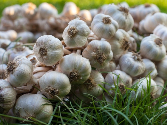 How to Grow Garlic in Australia