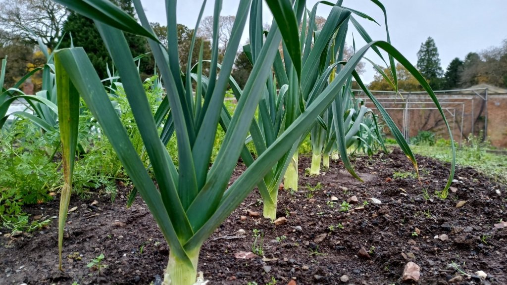 How to grow leeks in Australia: from seed tray to a thick white shank - Happy Valley Seeds