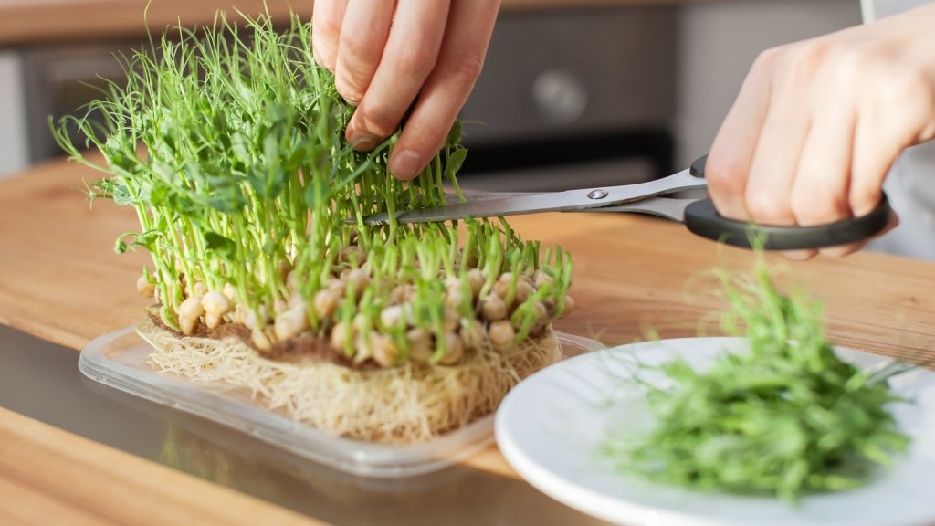 How to Grow Microgreens at Home (and Keep Them Safe to Eat) - Happy Valley Seeds