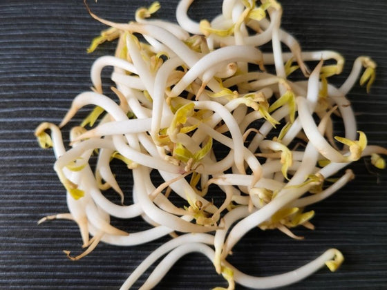 How to Grow Mung Bean Sprouts: The Thick, Pale, Shop Style Ones
