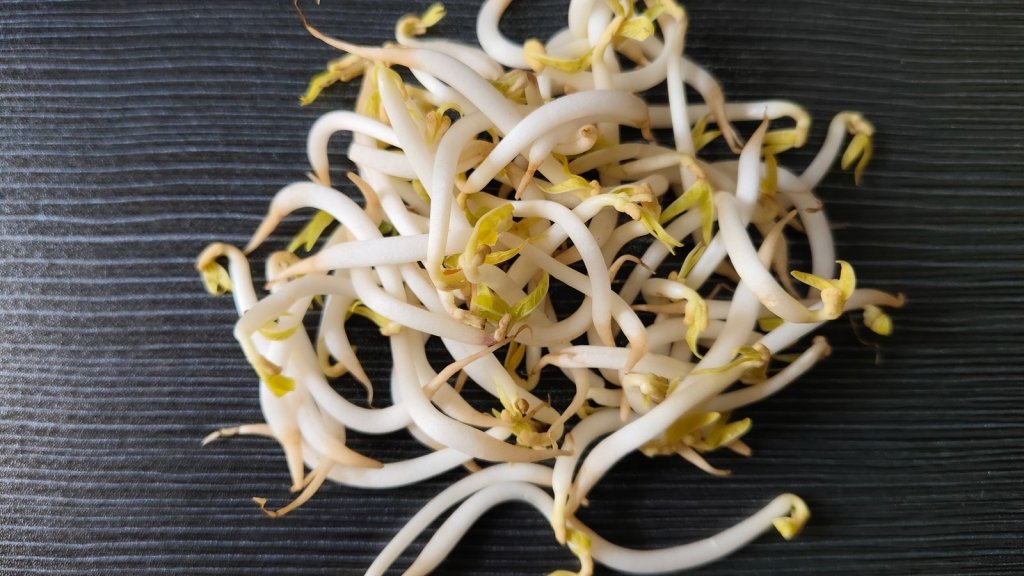 How to Grow Mung Bean Sprouts: The Thick, Pale, Shop Style Ones - Happy Valley Seeds