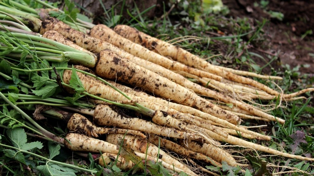 How to grow parsnips in Australia: getting past the germination problem - Happy Valley Seeds