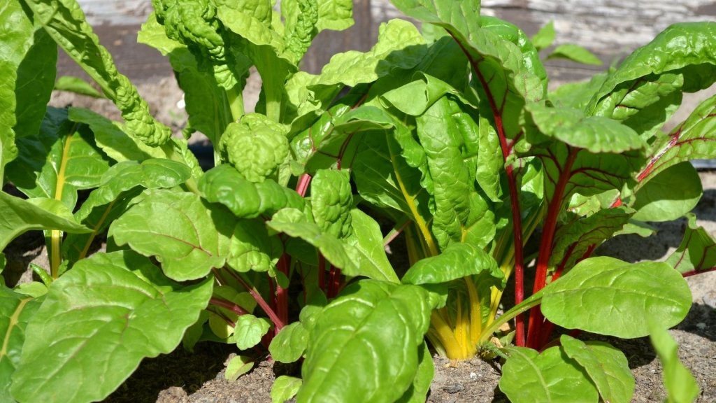 How to grow silverbeet from seed in Australia - Happy Valley Seeds