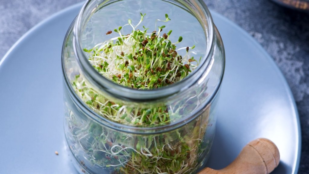 How to Grow Sprouts in a Jar: The Complete Method - Happy Valley Seeds