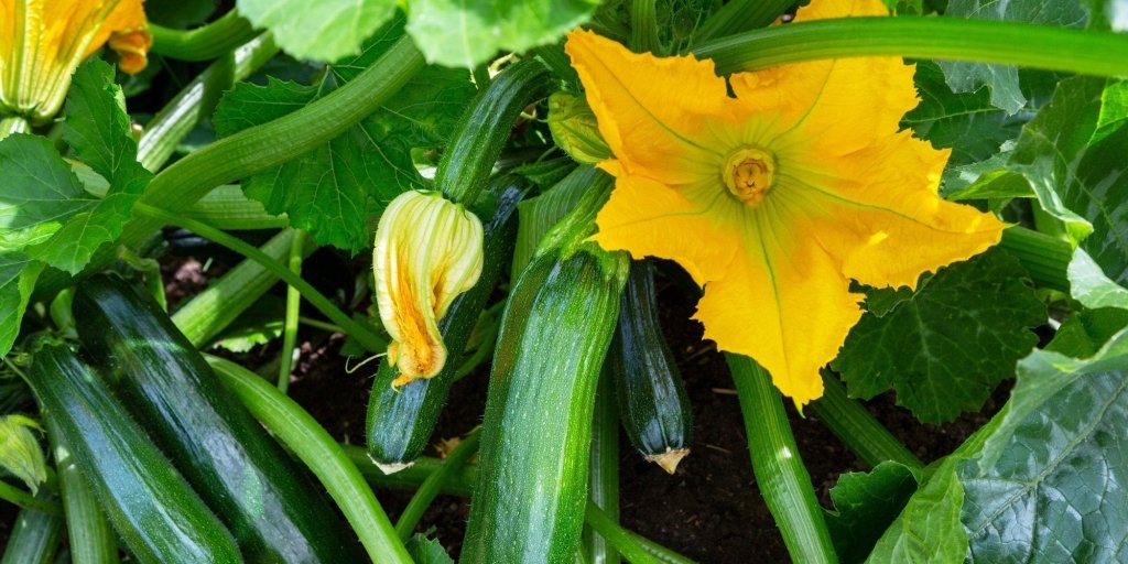 How to Grow Squash and Zucchini - Happy Valley Seeds