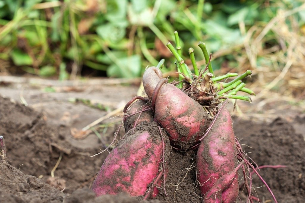 How to grow sweet potatoes in Australia, from tuber to harvest - Happy Valley Seeds