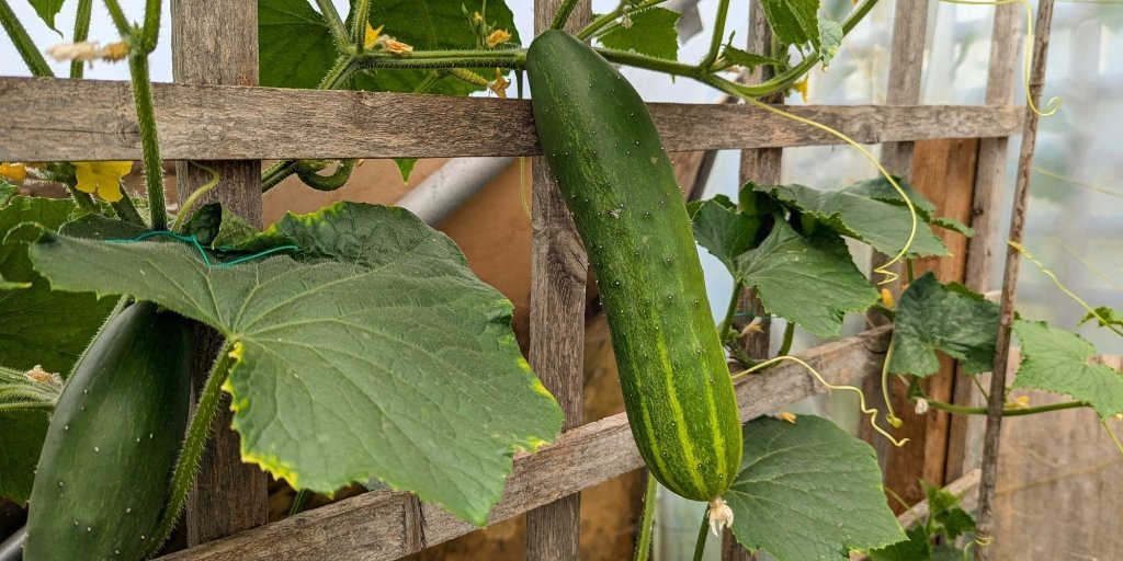 How to Grow Sweeter, Less Bitter Cucumbers - Happy Valley Seeds