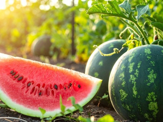 How to Grow Sweeter Watermelons