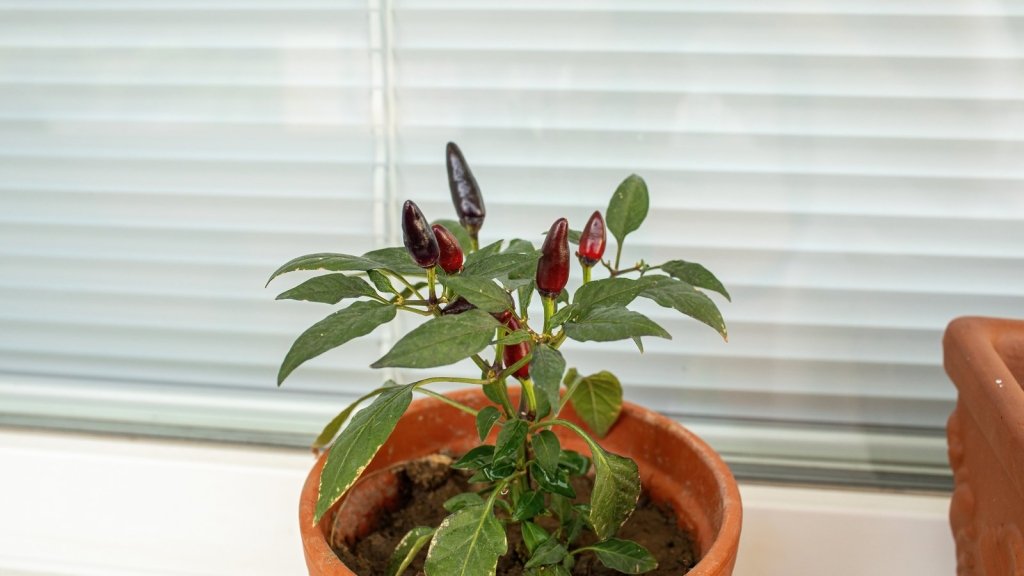 How to Overwinter Chillies and Capsicums for an Earlier, Bigger Crop - Happy Valley Seeds