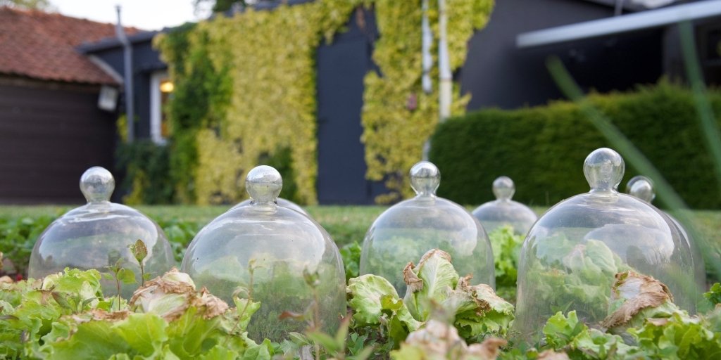How to Protect and Care for Young Seedlings - Happy Valley Seeds