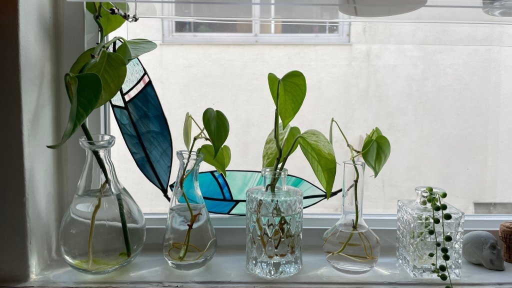 How to Root Cuttings in Water (and Get Them Into Soil Alive) - Happy Valley Seeds