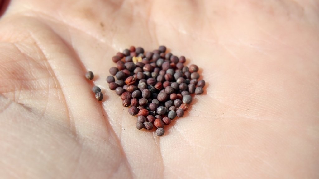 How to Sow Tiny Seeds Without Losing Them (Including the Sand Trick) - Happy Valley Seeds