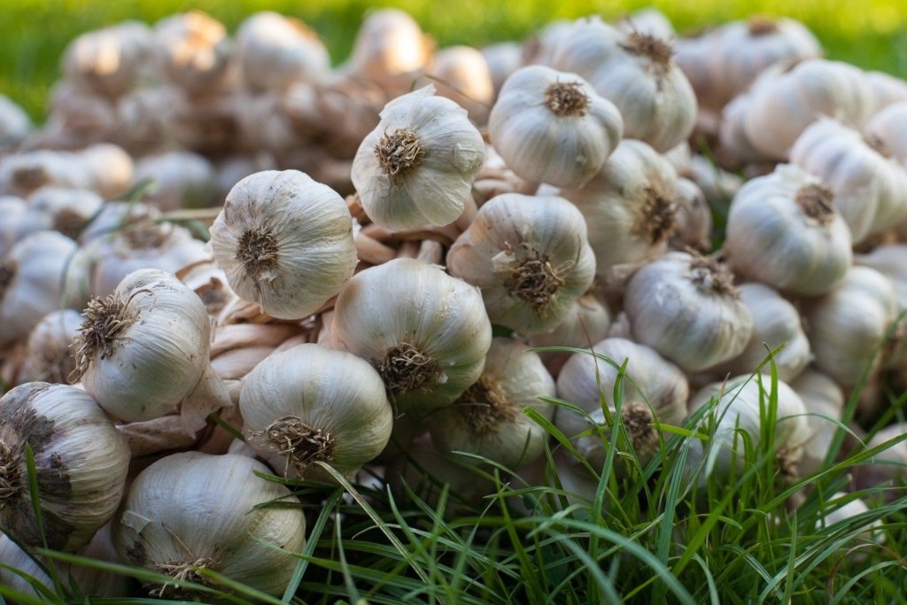 How to Store Seed Garlic Before Planting: An Australian Guide - Happy Valley Seeds