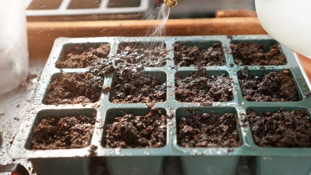How to Water Seeds and Seedlings Without Washing Them Away - Happy Valley Seeds