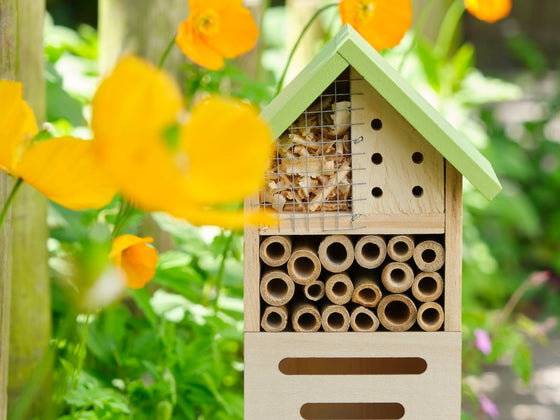 Insect Hotels: How to Support Native Bees and Beneficial Bugs