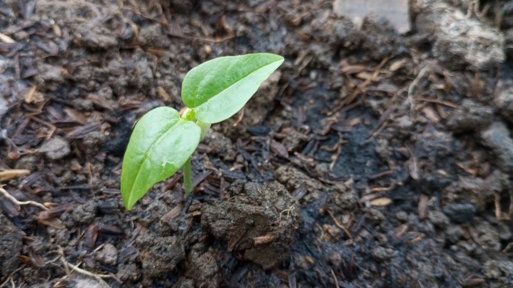 Inside a Seed: What Is in There, and How Germination Actually Happens - Happy Valley Seeds