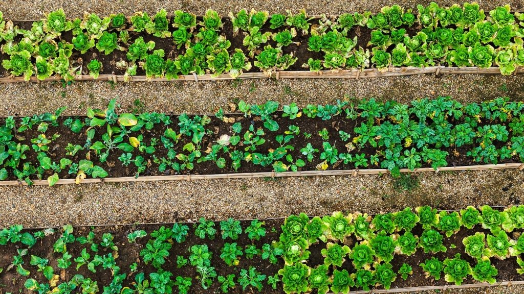 Intercropping: two crops in one bed, without losing either - Happy Valley Seeds