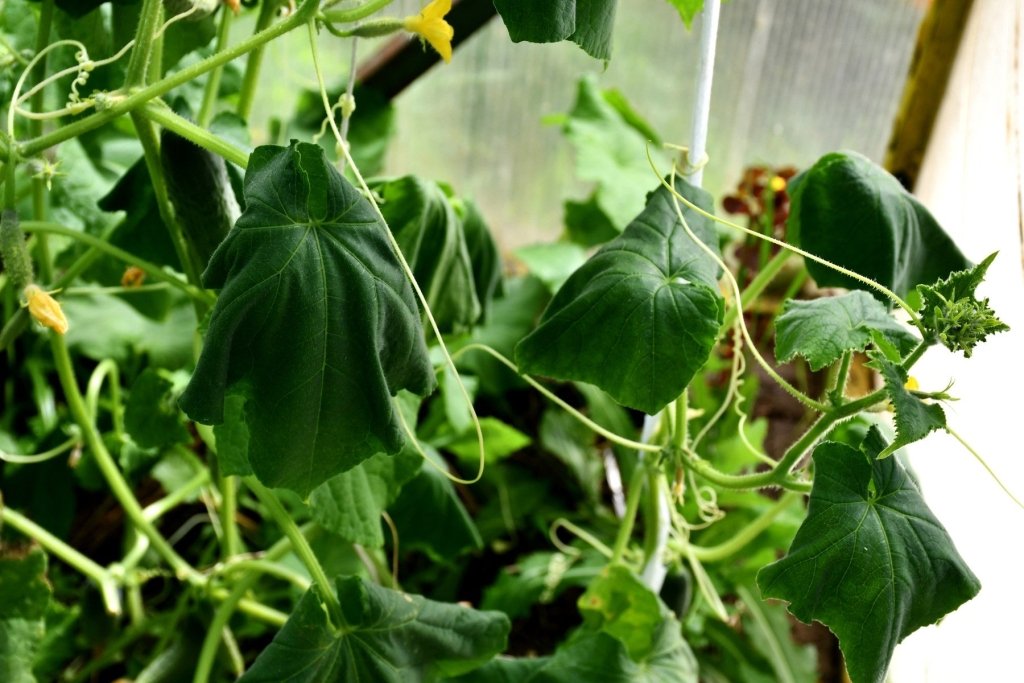Lebanese vs Heirloom Cucumbers: The Difference and Which Grows Better in Your Climate - Happy Valley Seeds
