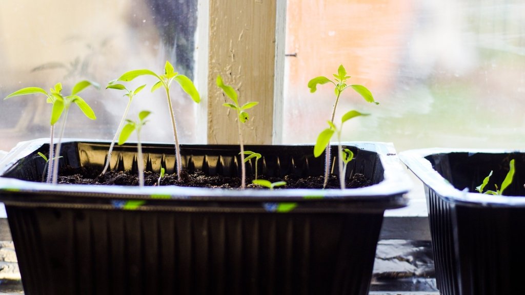 Leggy Seedlings: Why They Stretch, How to Fix Them, and How to Stop It Happening Again - Happy Valley Seeds