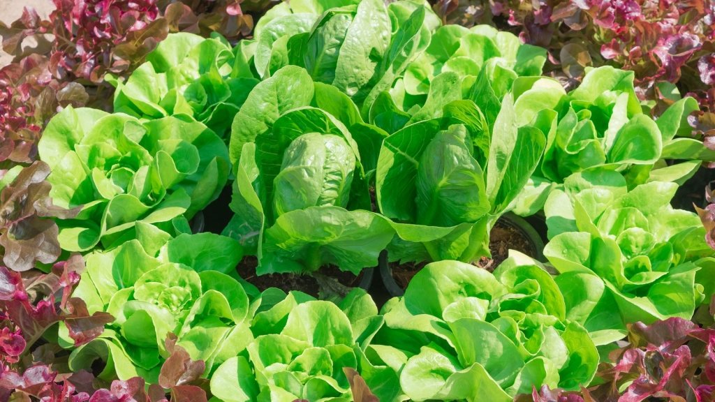 Lettuce All Year Round: How to Keep the Salad Bowl Full in Every Season - Happy Valley Seeds