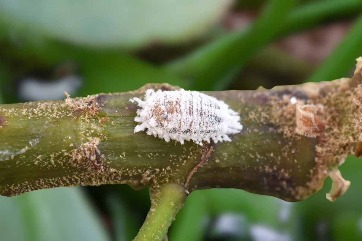A cottony mealybug infestation on a plant stem.