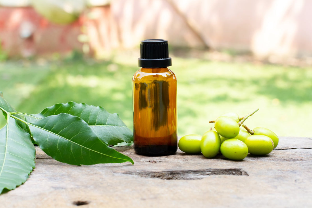 A glass bottle of neem oil beside fresh neem leaves and fruit.