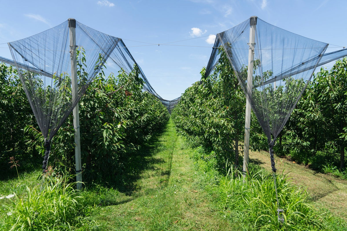 Rows of cherry trees covered with netting on a fruit farm