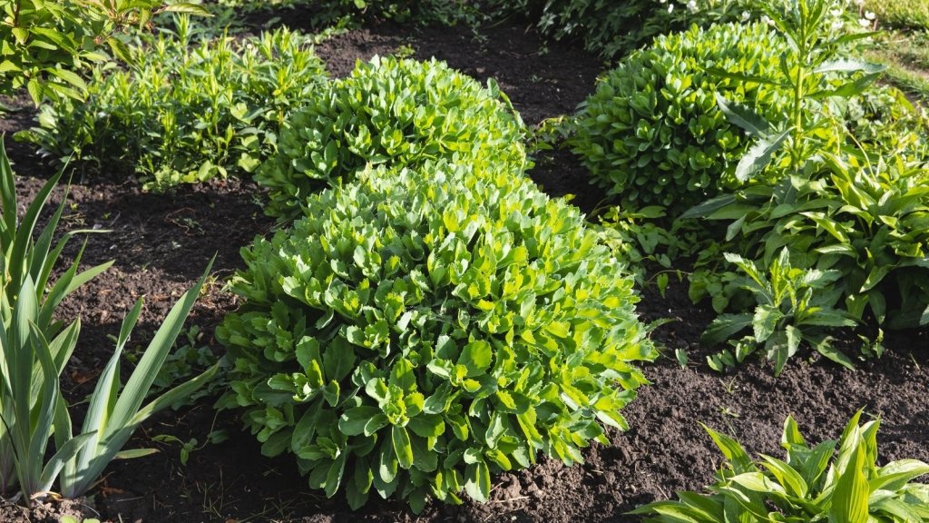 Nine Reasons Your Plants Are Not Flowering, and What to Do About Each One - Happy Valley Seeds