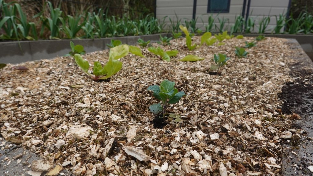 Nitrogen Drawdown: Why Plants Go Yellow Under Fresh Mulch - Happy Valley Seeds