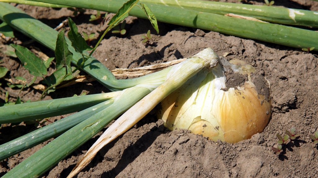 Onions Not Forming Bulbs? Day Length, Timing and the Fixes - Happy Valley Seeds