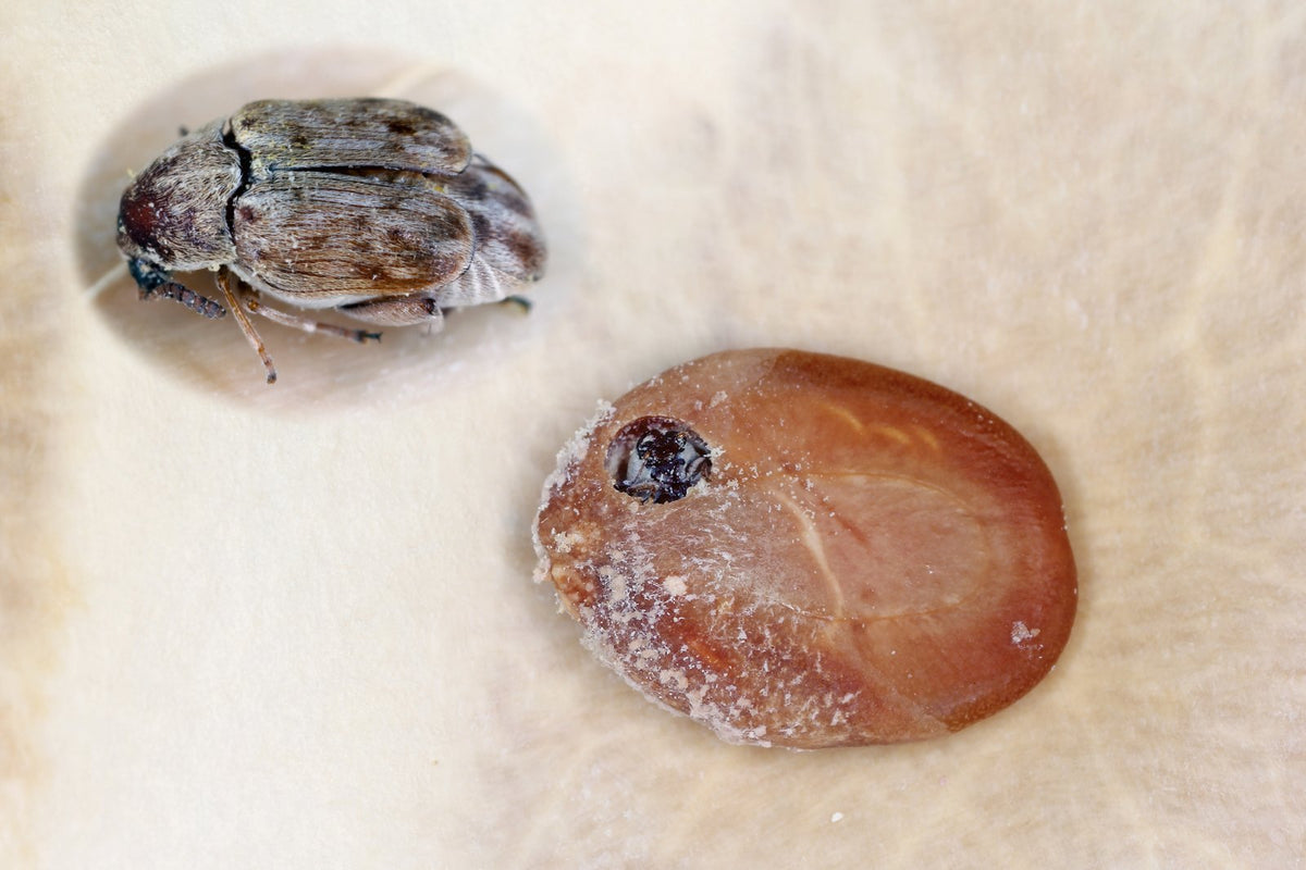 A seed beetle of the pea and bean weevil group on a seed.
