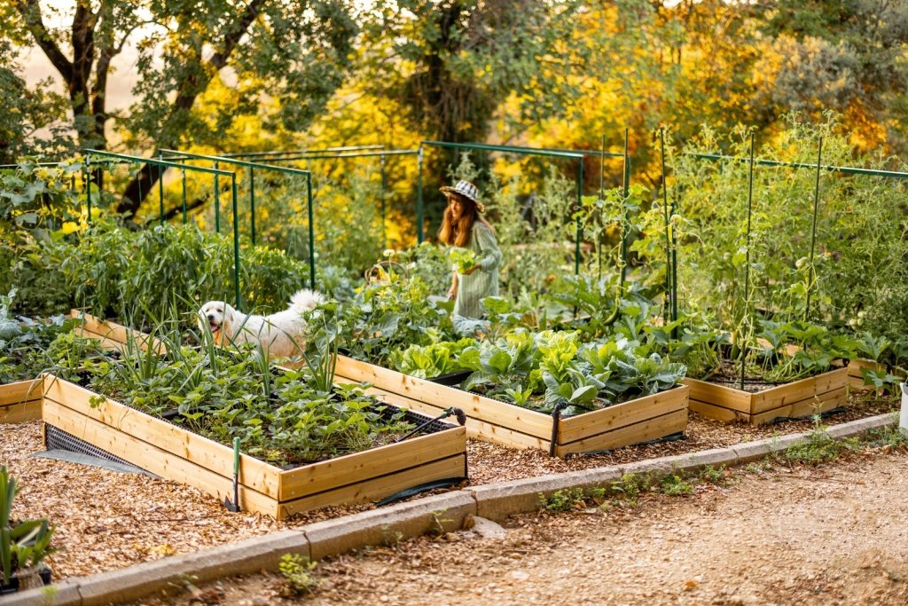 Plant Nutrition for Vegetable Gardens: A Beginner's Guide - Happy Valley Seeds