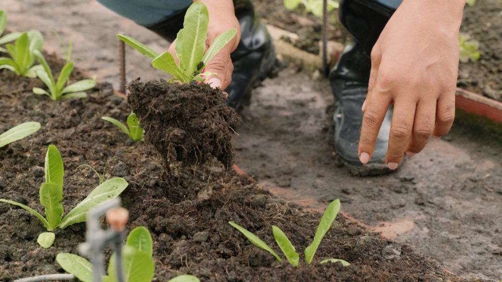 Planting Out Seedlings: How to Transplant Without the Setback - Happy Valley Seeds
