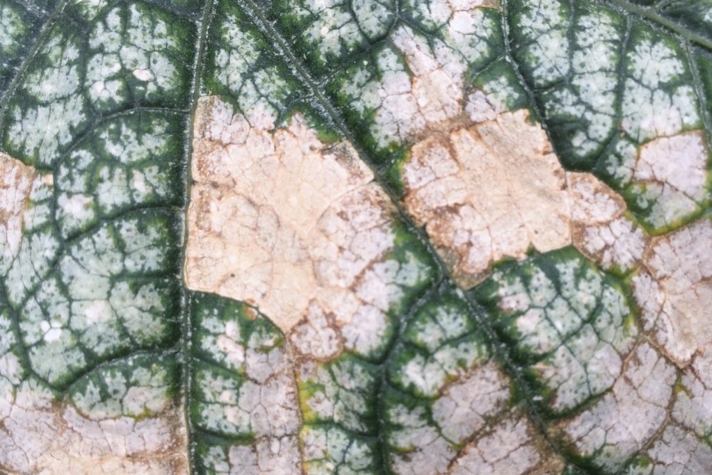 Powdery mildew, blossom end rot and other common vegetable troubles - Happy Valley Seeds