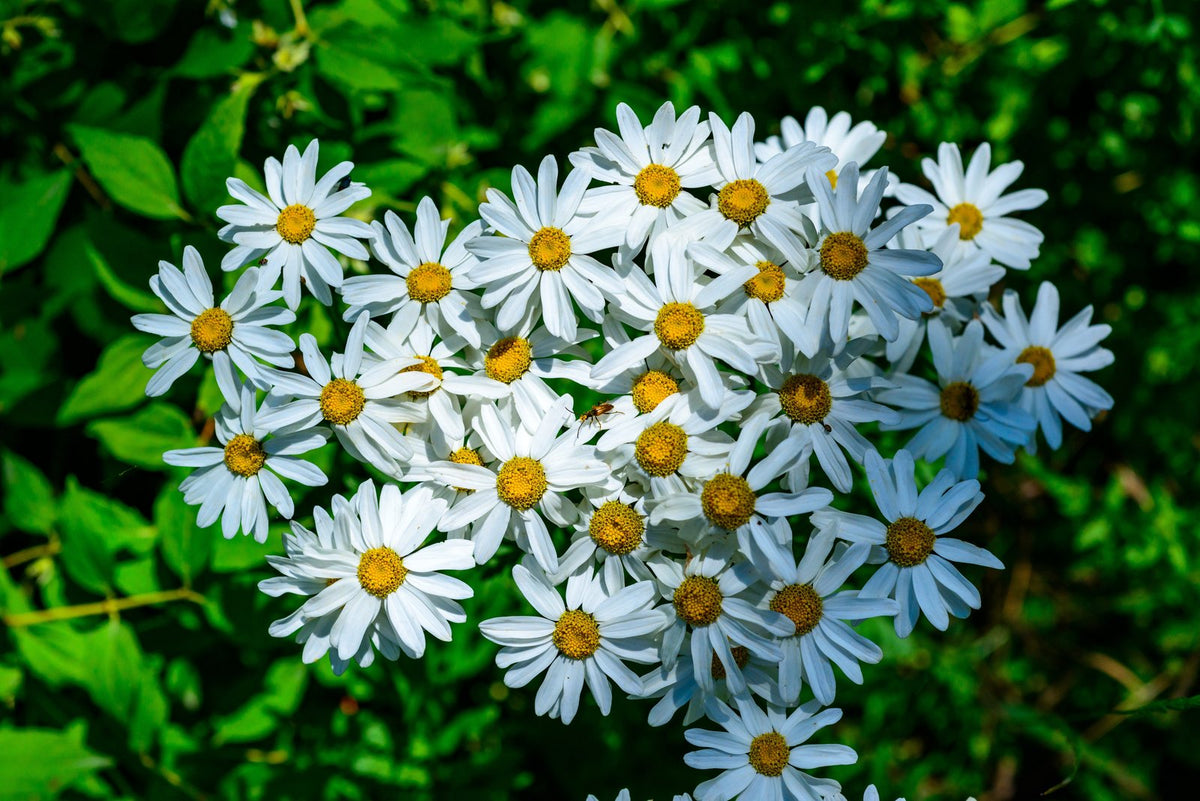 White pyrethrum daisies, the flowers that pyrethrin sprays are made from.
