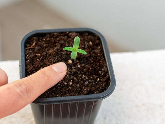 The finger test: how to tell when a pot or bed needs water