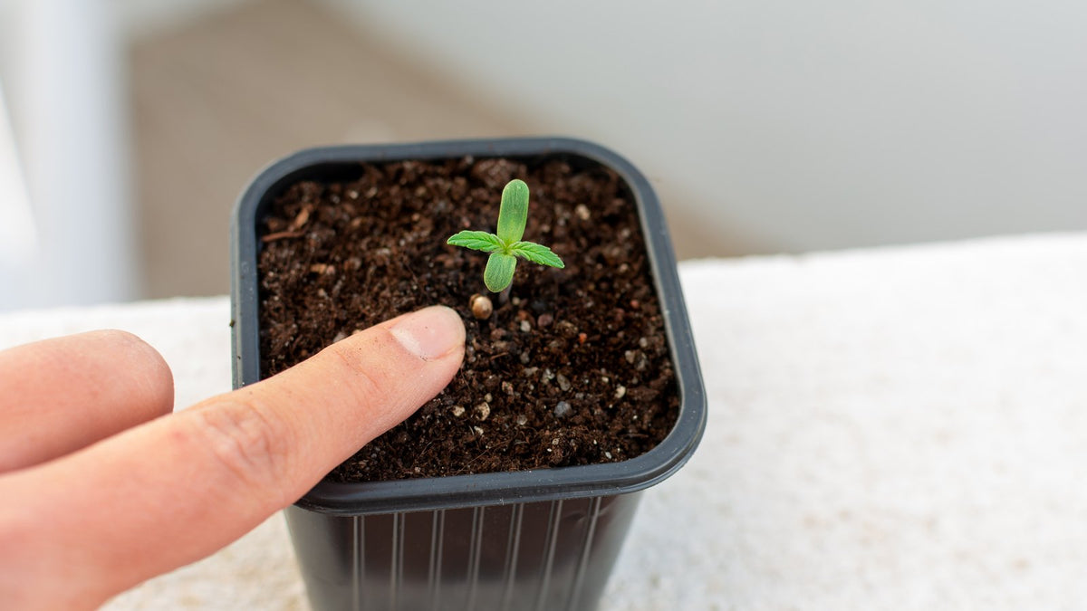 A woman checking the moisture of potting mix in a pot with her finger