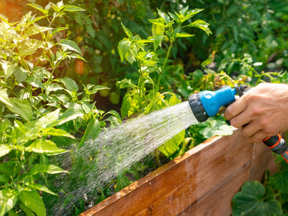 Morning or evening: when to water the vegetable garden
