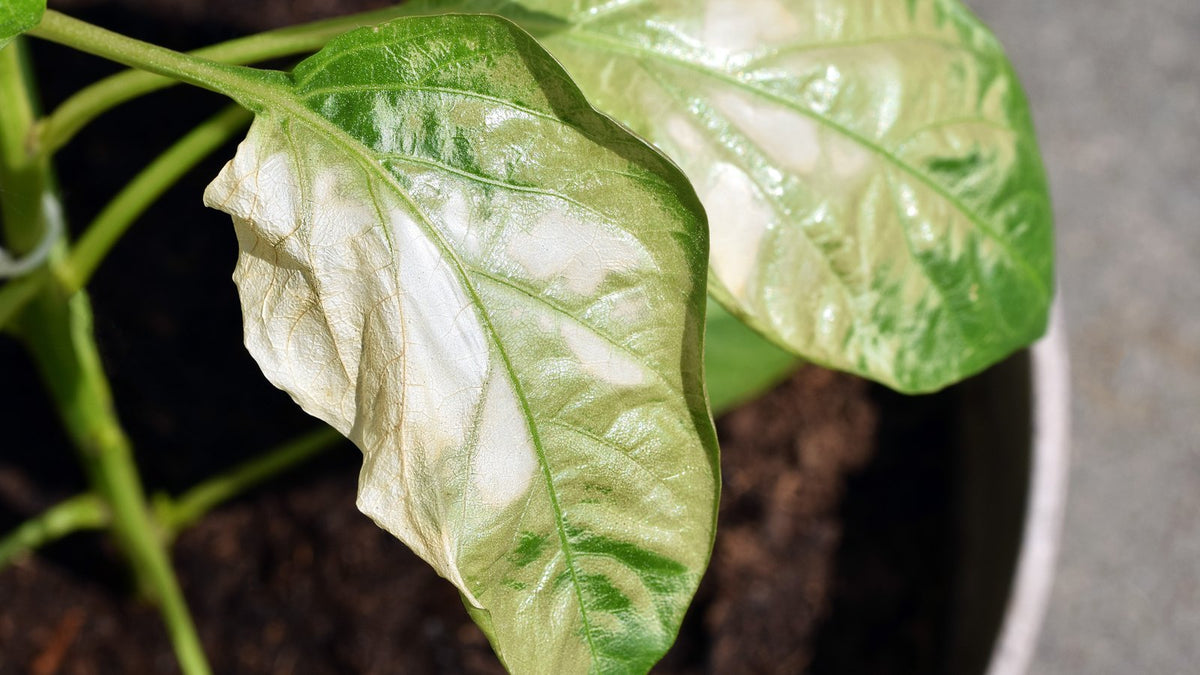 Pale, bleached patches on capsicum leaves after the plants went into full sun