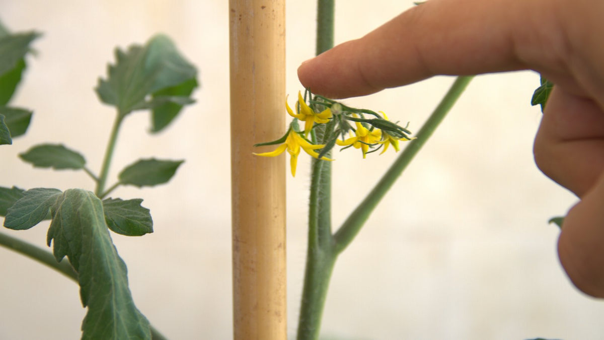 A gardener tapping a tomato flower truss with a finger to shake the pollen loose