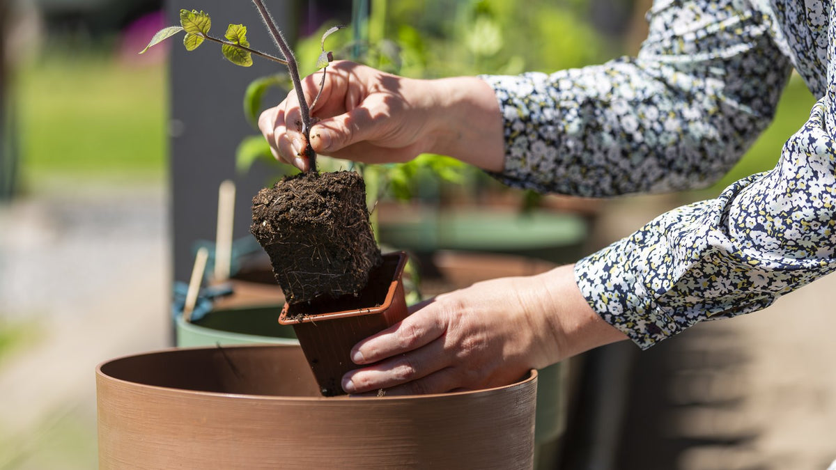 Hands lifting a young tomato seedling and its root ball out of a small pot above a larger terracotta pot